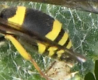 Ancistrocerus (parietinus)